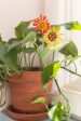 Gerbera Summer Plant Stake- Set of 2 on Sale