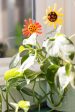 Gerbera Summer Plant Stake- Set of 2 on Sale